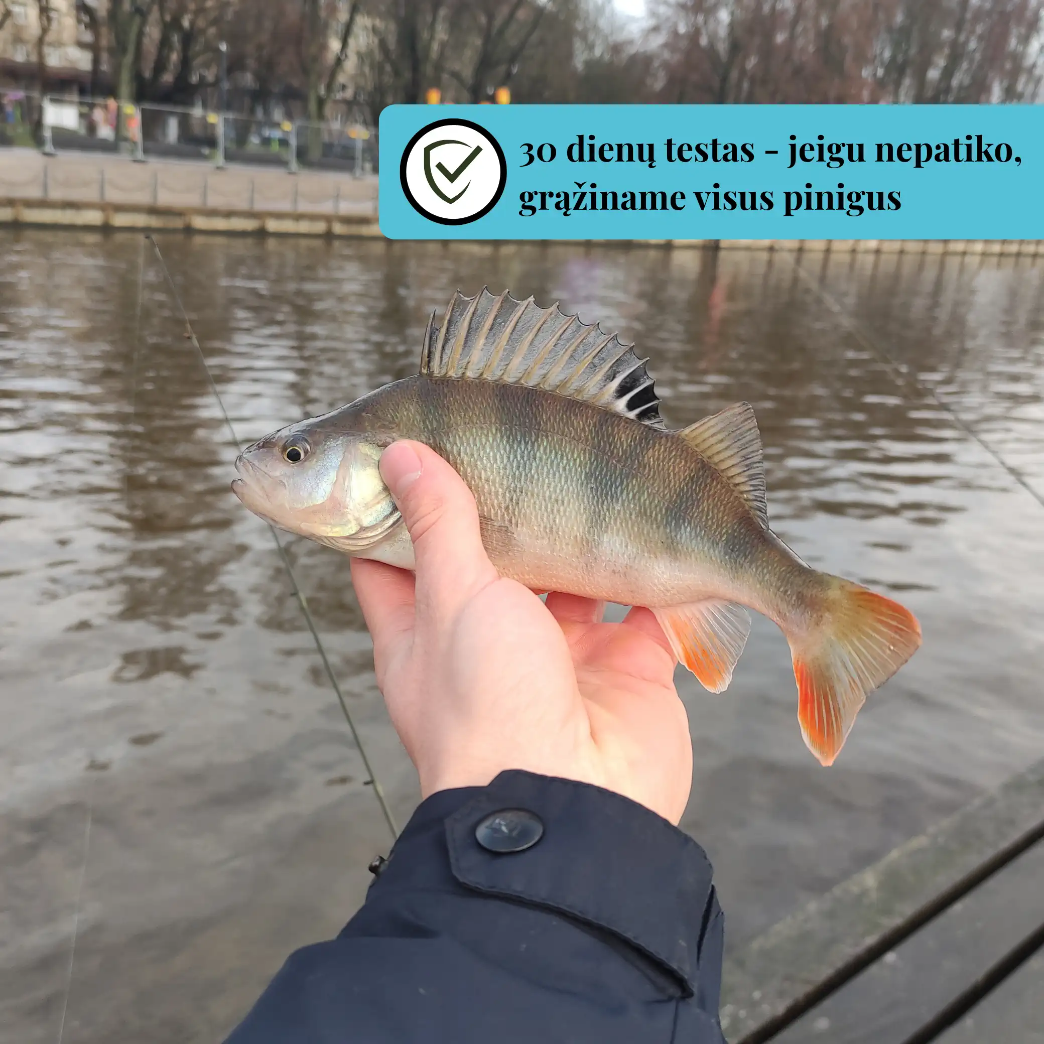 Spiningo Komplektas Ešeriams „Ešerių Kovotojas“ - Image 7